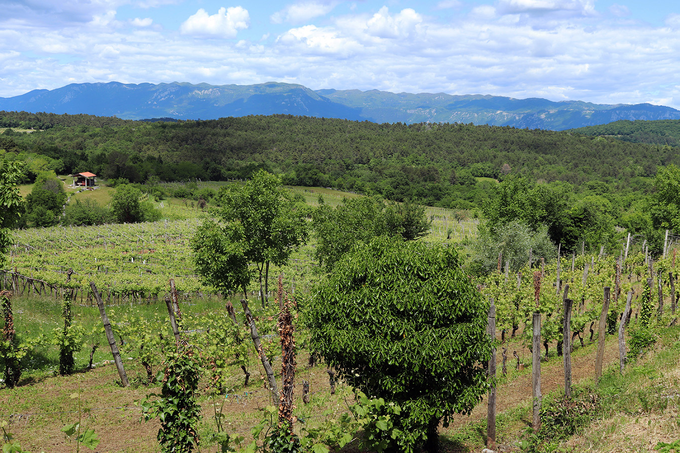 Pod Avberjem se razprostira Zlata dolina, zasajeno s trto refošk, ki na Krasu daje vino teran