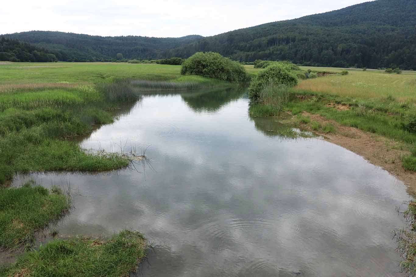 Pogled z mostu na Jezerski Obrh, Pot izvirov poteka ob robu gozda