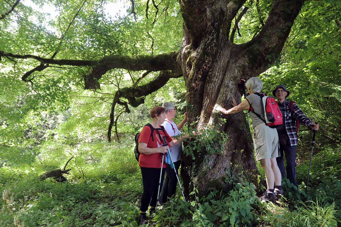 Stoleten maklen je zaščiten kot naravna vrednota