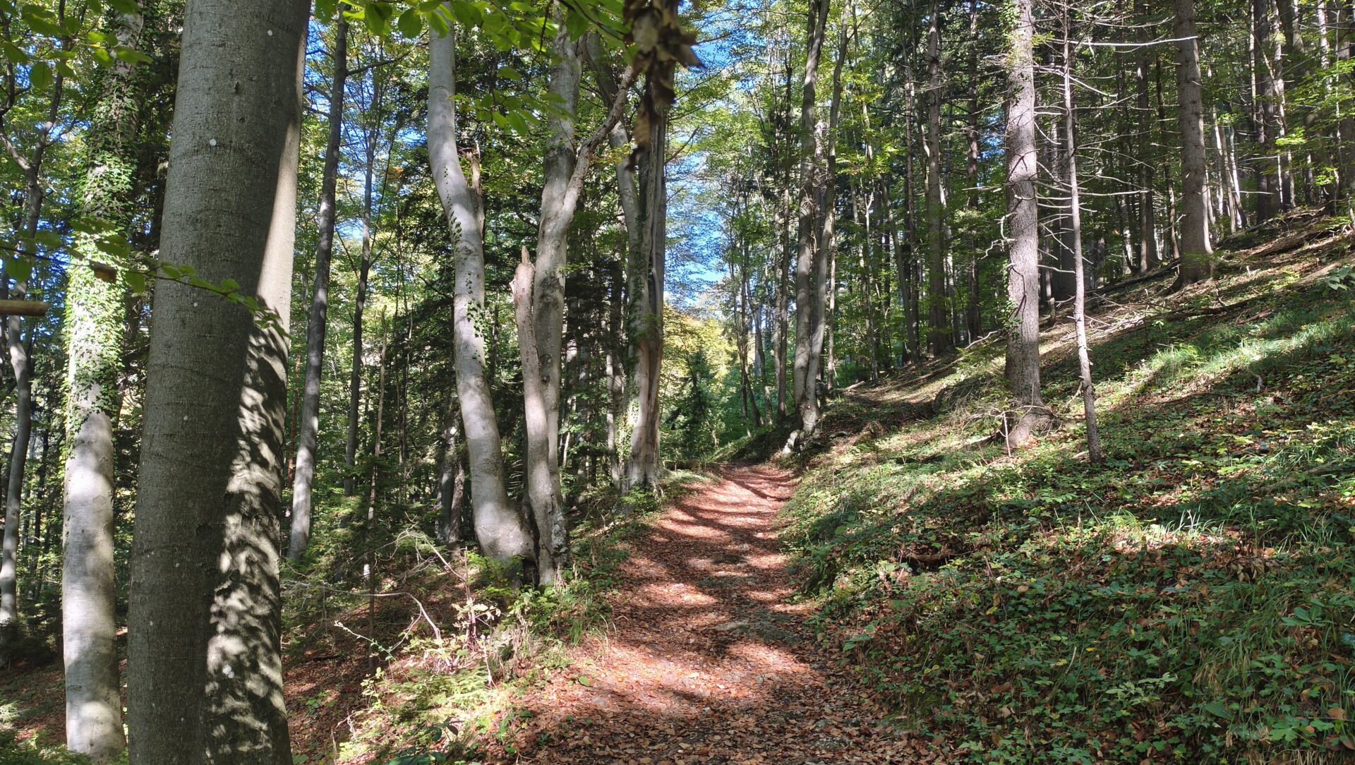 Gozdna pot proti vrhu Svete Planine.
